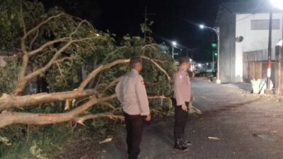 pohon-trembesi-tumbang-timbun-jalan-alternatif-rogojampi-banyuwangi,-polisi-bergerak-cepat-evakuasi