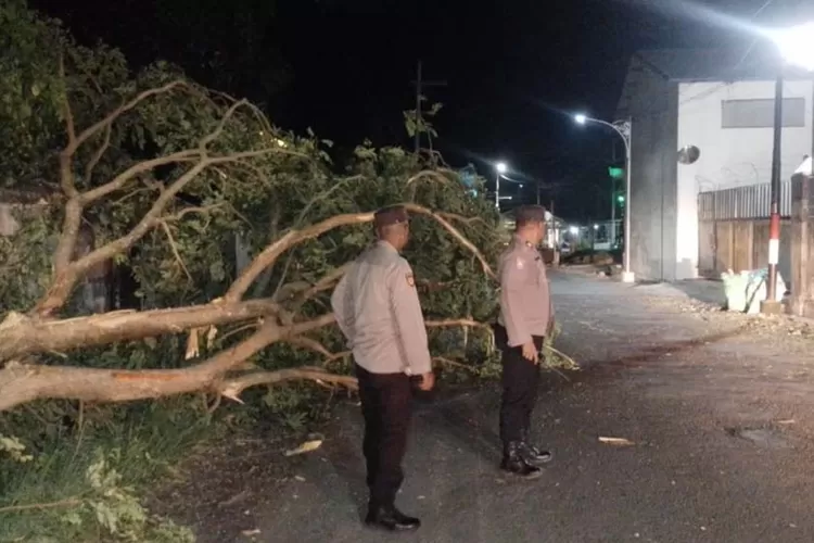 pohon-trembesi-tumbang-timbun-jalan-alternatif-rogojampi-banyuwangi,-polisi-bergerak-cepat-evakuasi