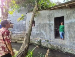Pohon Santen 20 Meter Roboh Timpai Rumah Warga Genteng, Diduga Akibat Hujan dan Angin Kencang