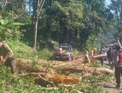 Pohon Beringin Raksasa Tumbang di Gunung Gumitir Akibatkan Macet Panjang – Radar Banyuwangi