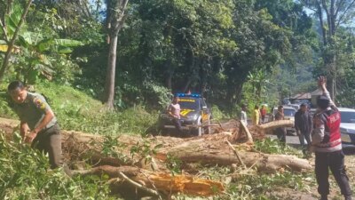 pohon-beringin-raksasa-tumbang-di-gunung-gumitir-akibatkan-macet-panjang-–-radar-banyuwangi