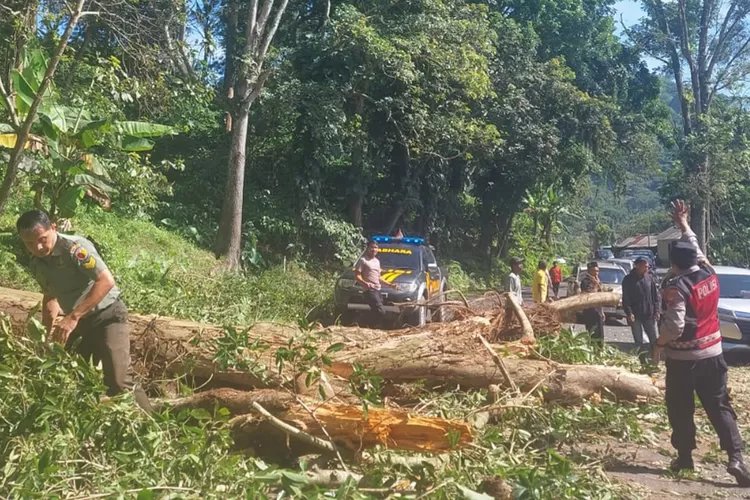 pohon-beringin-raksasa-tumbang-di-gunung-gumitir-akibatkan-macet-panjang-–-radar-banyuwangi
