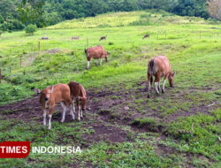 Menjaga Banteng Jawa Penjaga Rimba dari Ambang Kepunahan di Cagar Alam Pangandaran – TIMES Banyuwangi