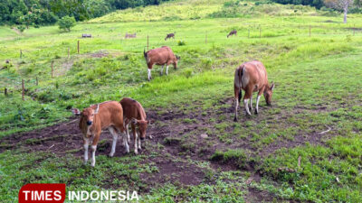 menjaga-banteng-jawa-penjaga-rimba-dari-ambang-kepunahan-di-cagar-alam-pangandaran-–-times-banyuwangi