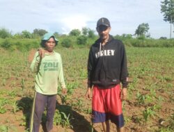 Petani Watukebo Kecewa, Jatah Pupuk Subsidi Raib