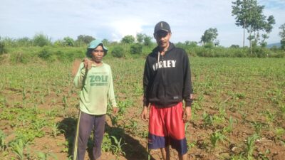 petani-watukebo-kecewa,-jatah-pupuk-subsidi-raib