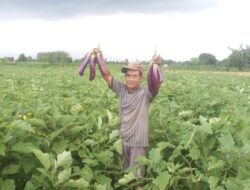 Panen Terong Melimpah di Bajulmati, Harga Stabil Rp.2.500
