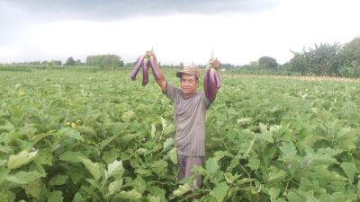 panen-terong-melimpah-di-bajulmati,-harga-stabil-rp2.500