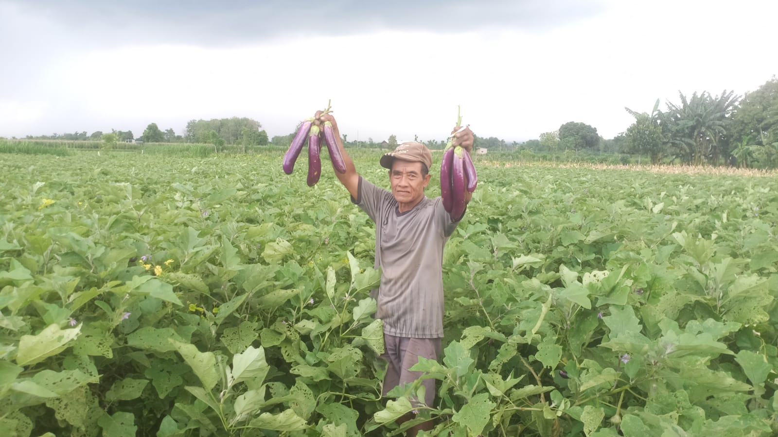 panen-terong-melimpah-di-bajulmati,-harga-stabil-rp2.500