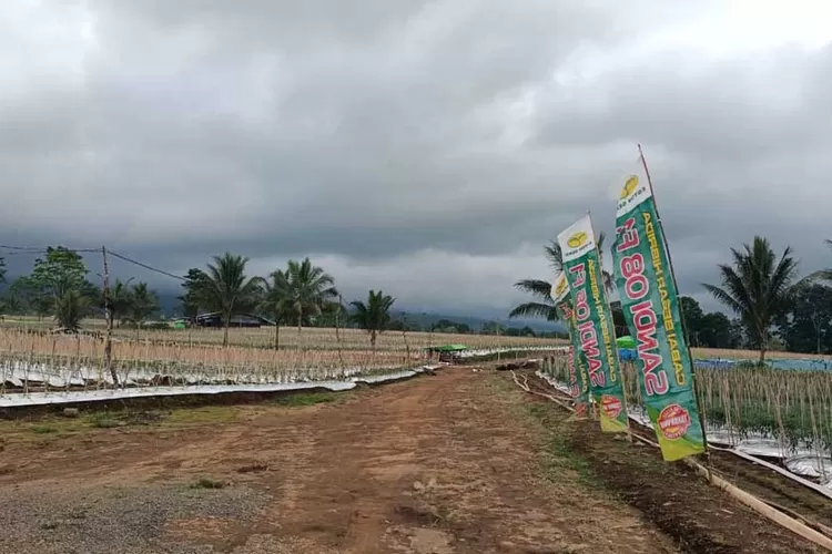 alih-fungsi-lahan-pt-lidjen-dinilai-bisa-picu-banjir-di-banyuwangi,-ini-tanggapan-kalaksa-bpbd