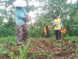 Jatah Pupuk Bersubsidi Kacau, Ketua Kelompok Karangsari Ngaku Lepas Tangan