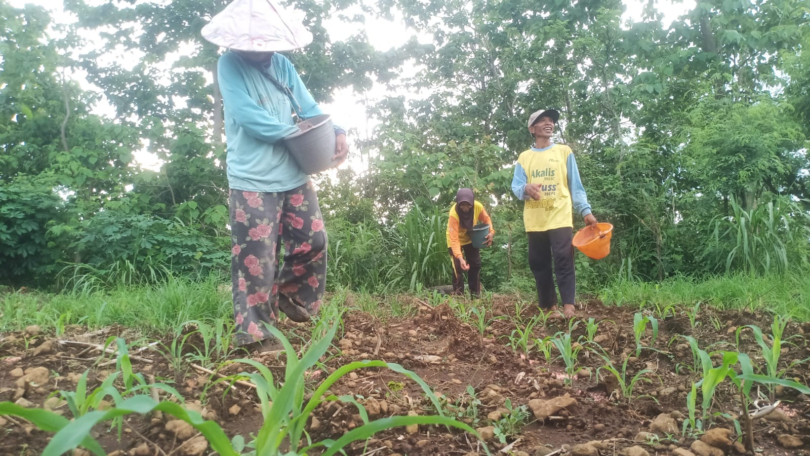 jatah-pupuk-bersubsidi-kacau,-ketua-kelompok-karangsari-ngaku-lepas-tangan