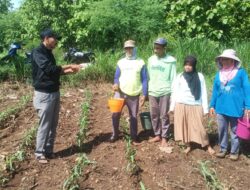 Carut Marut Pupuk Subsidi di Watukebo, H. Sulaiman Turun ke Ladang Serap Aspirasi Petani