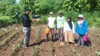 carut-marut-pupuk-subsidi-di-watukebo,-h.-sulaiman-turun-ke-ladang-serap-aspirasi-petani