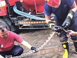 Dua Ular Piton Dievakuasi dari Plafon Rumah Warga Muncar – Radar Banyuwangi