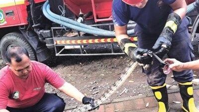 dua-ular-piton-dievakuasi-dari-plafon-rumah-warga-muncar-–-radar-banyuwangi