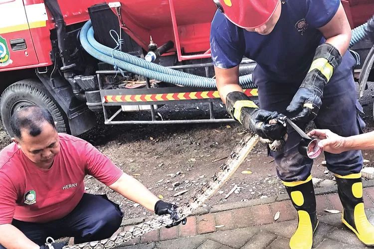 dua-ular-piton-dievakuasi-dari-plafon-rumah-warga-muncar-–-radar-banyuwangi