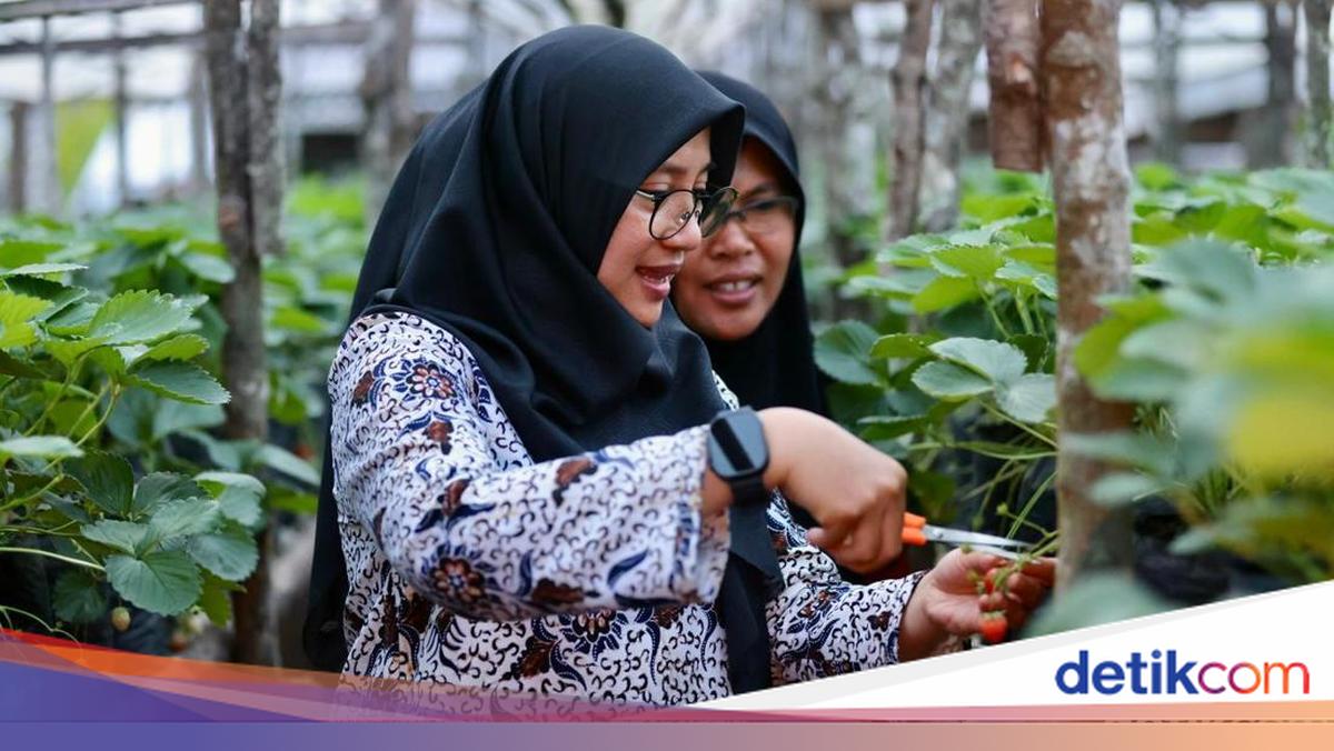 bupati-ipuk-ingin-warga-desa-jadi-aktor-utama-wisata-ijen-golden-route