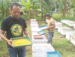 Saat Paceklik, Peternak Lebah Wongsorejo Raup Cuan dari Beepolen Bernilai Tinggi