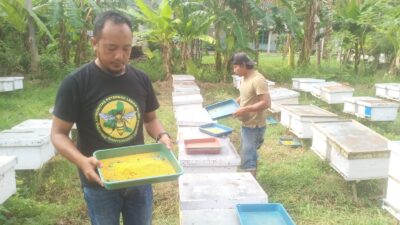 saat-paceklik,-peternak-lebah-wongsorejo-raup-cuan-dari-beepolen-bernilai-tinggi