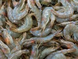 Pemerintah dan KI Bentuk Tim Pelaksana Budi Daya Udang Berkelanjutan di Banyuwangi