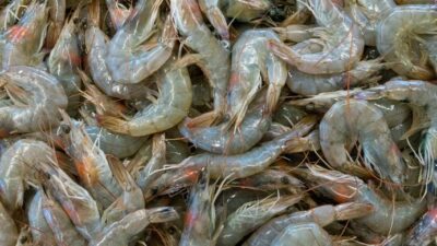 pemerintah-dan-ki-bentuk-tim-pelaksana-budi-daya-udang-berkelanjutan-di-banyuwangi