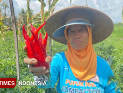 Stok Melimpah, Ini Penyebab Harga Cabai di Banyuwangi Tetap Meroket – TIMES Banyuwangi