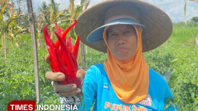 stok-melimpah,-ini-penyebab-harga-cabai-di-banyuwangi-tetap-meroket-–-times-banyuwangi
