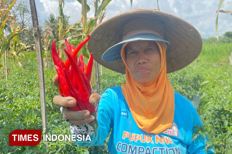 stok-melimpah,-ini-penyebab-harga-cabai-di-banyuwangi-tetap-meroket-–-times-banyuwangi