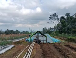 Penggundulan Hutan di Perkebunan Lereng Ijen Berpotensi Picu Banjir dan Longsor di Banyuwangi