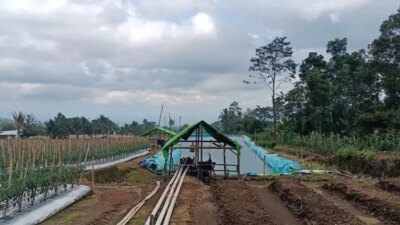 penggundulan-hutan-di-perkebunan-lereng-ijen-berpotensi-picu-banjir-dan-longsor-di-banyuwangi