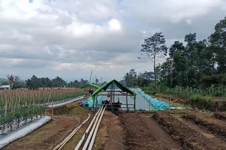 penggundulan-hutan-di-perkebunan-lereng-ijen-berpotensi-picu-banjir-dan-longsor-di-banyuwangi