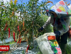 Banyuwangi Jadi Daerah Produktivitas Cabai Terbesar di Indonesia – TIMES Banyuwangi
