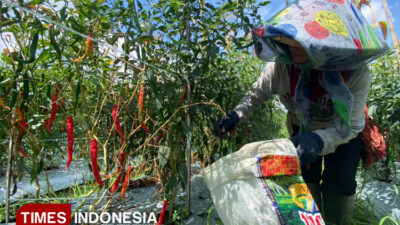 banyuwangi-jadi-daerah-produktivitas-cabai-terbesar-di-indonesia-–-times-banyuwangi