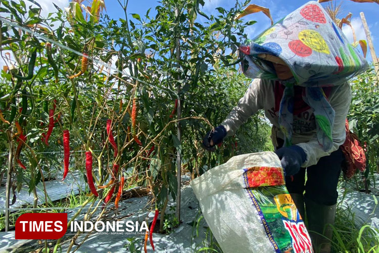 banyuwangi-jadi-daerah-produktivitas-cabai-terbesar-di-indonesia-–-times-banyuwangi