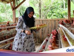 Unik, Desa Pakel Banyuwangi Bagi Telur Gratis dari Peternakan