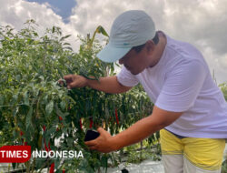 Jadi Petani Itu Cuan – TIMES Banyuwangi