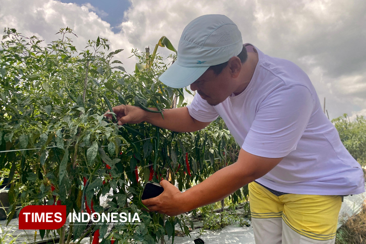 jadi-petani-itu-cuan-–-times-banyuwangi