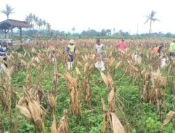 Belum Panen Raya, Jagung Sudah Dipetik dan Harganya Bikin Senyum