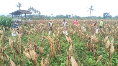 belum-panen-raya,-jagung-sudah-dipetik-dan-harganya-bikin-senyum
