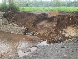 Baru Hitungan Hari, Plengsengan Jembatan Kajar Jebol Dihantam Banjir, Petani Curahsawo Cemas Lahan Jagung Terancam