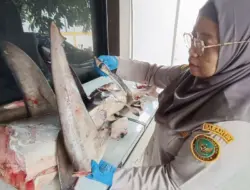 Petugas Karantina Gagalkan Penyelundupan 120 Kg Hiu Segar