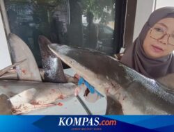 120 Kg Daging Hiu Segar Diselundupkan Lewat Pelabuhan Ketapang Banyuwangi