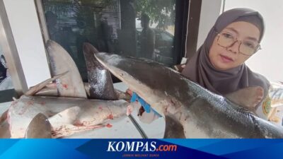 120-kg-daging-hiu-segar-diselundupkan-lewat-pelabuhan-ketapang-banyuwangi