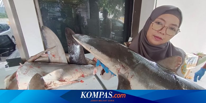 120-kg-daging-hiu-segar-diselundupkan-lewat-pelabuhan-ketapang-banyuwangi