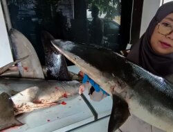 Selundupan Daging dan Sirip Hiu Hampir Lolos di Pelabuhan Ketapang Banyuwangi, Begini Modusnya