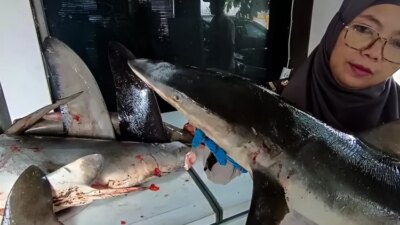 selundupan-daging-dan-sirip-hiu-hampir-lolos-di-pelabuhan-ketapang-banyuwangi,-begini-modusnya