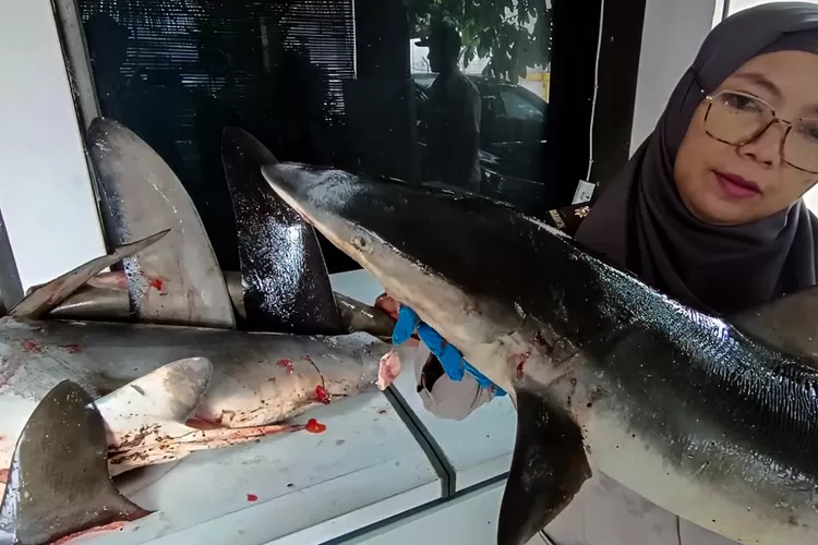 selundupan-daging-dan-sirip-hiu-hampir-lolos-di-pelabuhan-ketapang-banyuwangi,-begini-modusnya