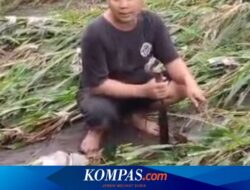 Pilu Petani di Banyuwangi, Lahan Rusak Diterjang Banjir