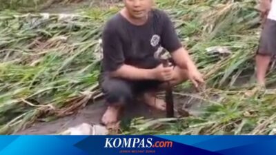 pilu-petani-di-banyuwangi,-lahan-rusak-diterjang-banjir